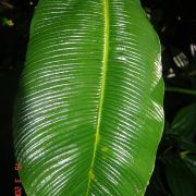 Image of Rhodospatha densinervia  Engl. & K. Krause.