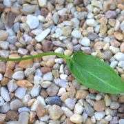 Image of Sauromatum diversifolium  (Wall. ex Schott) Cusimano & Hett..