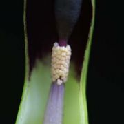 Image of Sauromatum diversifolium  (Wall. ex Schott) Cusimano & Hett..