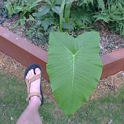 Image of Sauromatum giganteum  (Engl.) Cusimano & Hett..