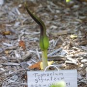 Image of Sauromatum giganteum  (Engl.) Cusimano & Hett..