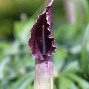 Image of Sauromatum giganteum  (Engl.) Cusimano & Hett..