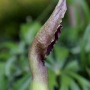 Image of Sauromatum giganteum  (Engl.) Cusimano & Hett..