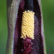 Image of Sauromatum giganteum  (Engl.) Cusimano & Hett..