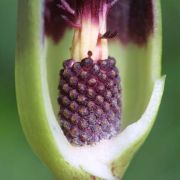 Image of Sauromatum giganteum  (Engl.) Cusimano & Hett..