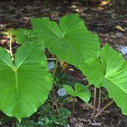 Image of Sauromatum giganteum  (Engl.) Cusimano & Hett..