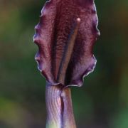 Image of Sauromatum giganteum  (Engl.) Cusimano & Hett..