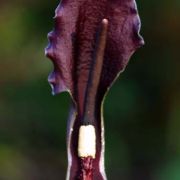 Image of Sauromatum giganteum  (Engl.) Cusimano & Hett..