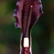 Image of Sauromatum giganteum  (Engl.) Cusimano & Hett..