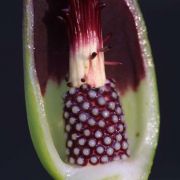 Image of Sauromatum giganteum  (Engl.) Cusimano & Hett..