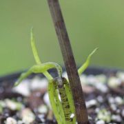 Image of Sauromatum horsfieldii  Miq..