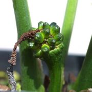 Image of Sauromatum horsfieldii  Miq..