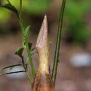 Image of Sauromatum horsfieldii  Miq..