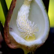 Image of Sauromatum horsfieldii  Miq..