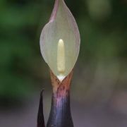 Image of Sauromatum horsfieldii  Miq..