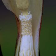 Image of Sauromatum horsfieldii  Miq..