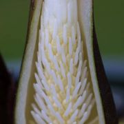 Image of Sauromatum horsfieldii  Miq..