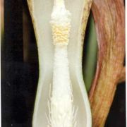 Image of Sauromatum horsfieldii  Miq..