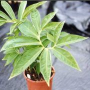 Image of Sauromatum horsfieldii  Miq..