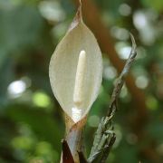 Image of Sauromatum horsfieldii  Miq..