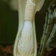 Image of Sauromatum horsfieldii  Miq..