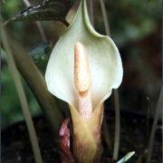 Image of Sauromatum tentaculatum  Hett..