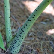 Image of Sauromatum venosum  (Aiton) Kunth.