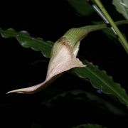 Image of Schismatoglottis erecta  M. Hotta.