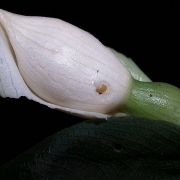 Image of Schismatoglottis gamoandra  M. Hotta.