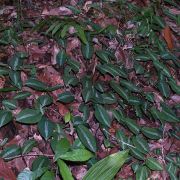 Image of Schismatoglottis motleyana  (Schott) Engl..