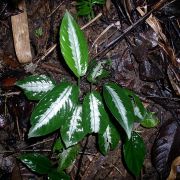 Image of Schismatoglottis motleyana  (Schott) Engl..