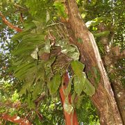 Image of Scindapsus geniculatus  Engl..