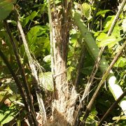 Image of Scindapsus latifolius  M. Hotta.