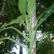 Image of Scindapsus longistipitatus  Merr..