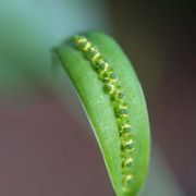 Image of Spathicarpa gardneri  Schott.