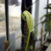 Image of Spathicarpa gardneri  Schott.