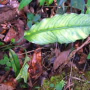 Image of Spathiphyllum brevirostre  (Liebm.) Schott.