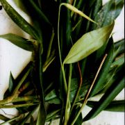 Image of Stenospermation angustifolium  Hemsl..