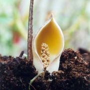 Image of Stylochaeton lancifolius  Kotschy & Peyr..