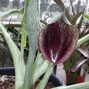 Image of Synandrospadix vermitoxicus  (Griseb.) Engl..