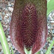 Image of Synandrospadix vermitoxicus  (Griseb.) Engl..