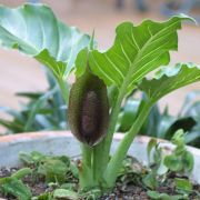 Image of Synandrospadix vermitoxicus  (Griseb.) Engl..