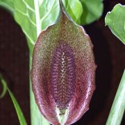 Image of Synandrospadix vermitoxicus  (Griseb.) Engl..