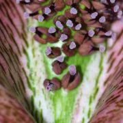 Image of Synandrospadix vermitoxicus  (Griseb.) Engl..