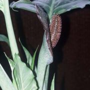 Image of Synandrospadix vermitoxicus  (Griseb.) Engl..