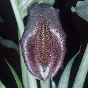 Image of Synandrospadix vermitoxicus  (Griseb.) Engl..