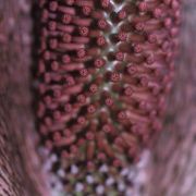 Image of Synandrospadix vermitoxicus  (Griseb.) Engl..