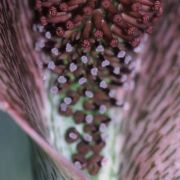 Image of Synandrospadix vermitoxicus  (Griseb.) Engl..