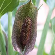 Image of Synandrospadix vermitoxicus  (Griseb.) Engl..