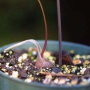 Image of Typhonium adnatum  Hett. & Sookchaloem.